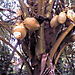 Cocotier_4